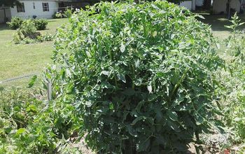 Tomatoes and their need for water