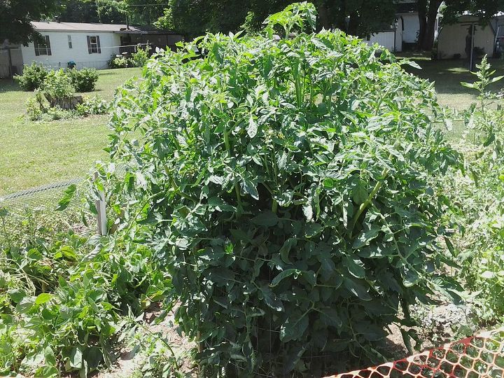 tomatoes and their need for water