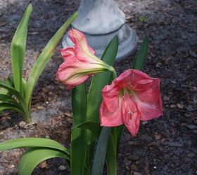new pictures, gardening, outdoor living, Amaryllis one of my favorites