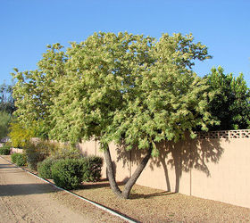 what types of plants and trees grow well in arizona in fall winter, Feather Bush This bush works well planted next to backyard pools It has a lush appearance once full grown and does not need much water to thrive