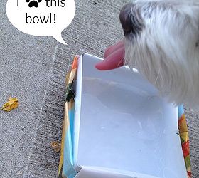 dog food water bowl made with dog food bag, repurposing upcycling