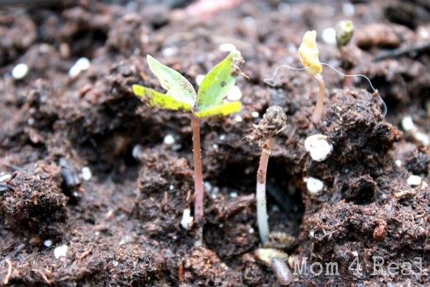 how to start seeds in just 3 days, gardening, 3 days later your have seedlings
