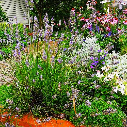 q how do you remove the dried lavender buds from the plant, gardening