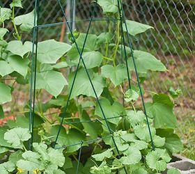 why are my cucumber and cantaloupe leaves spotted, flowers, gardening, raised garden beds, Cantaloupe leaves staked on two trellesis