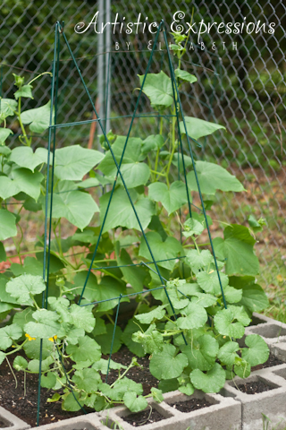 why are my cucumber and cantaloupe leaves spotted, flowers, gardening, raised garden beds, Cantaloupe leaves staked on two trellesis