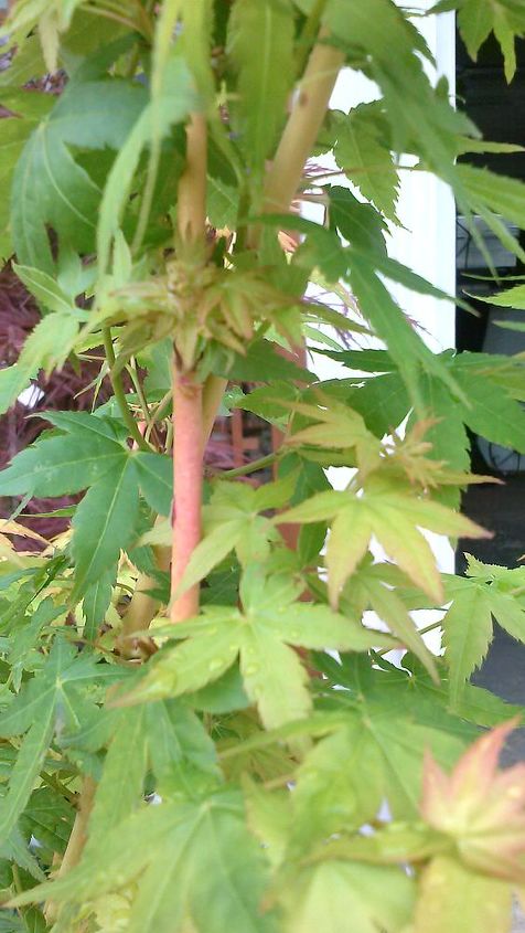 my love affair, Bihou