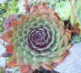 sempervivum in the fall, gardening, This looks like a rainbow ranging from deepest purple in the center through green to orange on the outside leaves