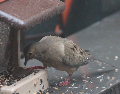 part 5 back story of tllg s rain or shine feeders, outdoor living, pets animals, urban living, Even in the rain mourning dove enjoys the HH placement View Two