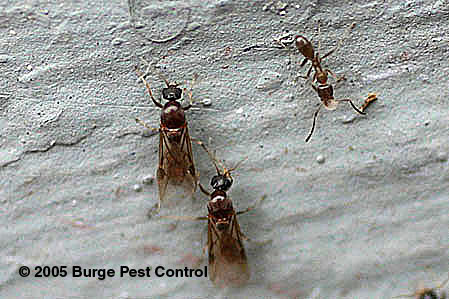difference between termites and ants, pest control, Argentine ant reproductive swarmers