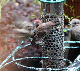part 4 back story of tllg s rain or shine feeders, outdoor living, pets animals, Eventually the mourning doves and house finches broke bread together at the feeder s storm locale View Two INFO ON FINCHES AND INFO ON MOURNING DOVES
