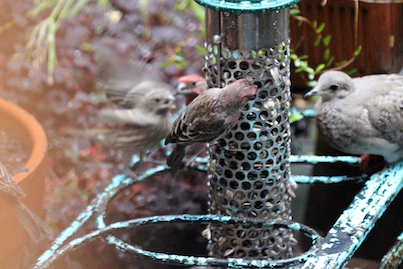 part 4 back story of tllg s rain or shine feeders, outdoor living, pets animals, Eventually the mourning doves and house finches broke bread together at the feeder s storm locale View Two INFO ON FINCHES AND INFO ON MOURNING DOVES