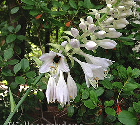 favorite bee pollinator plants for summer gardenchat, flowers, gardening, Hosta choose large leaf cultivars which produce large funnel shaped flowers for the bees perennial