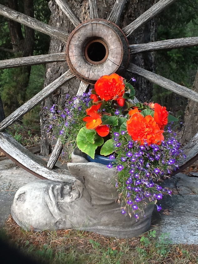 mountain yard in british columbia, flowers, gardening, The Begonia Libella Boot