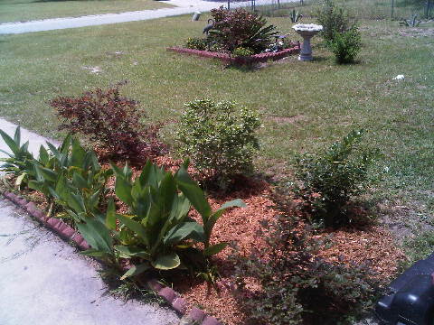 crappy grass sure looks better when cut it needs help, gardening, Added mulch