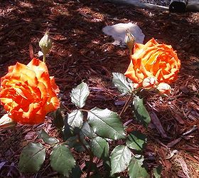 a few more of my roses, gardening