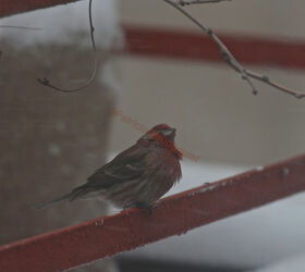 on keeping a virtual garden notebook, container gardening, decks, gardening, outdoor living, pets animals, urban living, A house finch appears to be wearing a puffy jacket as he watches the snow fall