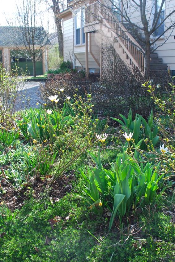 tulips for april in pennsylvania, gardening, On the Hill Garden Tulipa Ice Stick are reblooming this year They make a great combination with Narcissus Tete e tete Last year these were blooming in March Bulbs tend to perennialize better in areas that are very dry