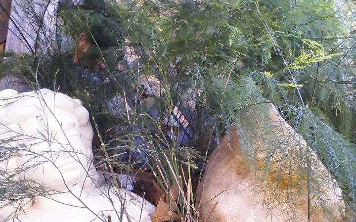 q identify please, Here are the bottom of plants