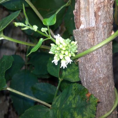 anyone know what kind of vine this is, gardening