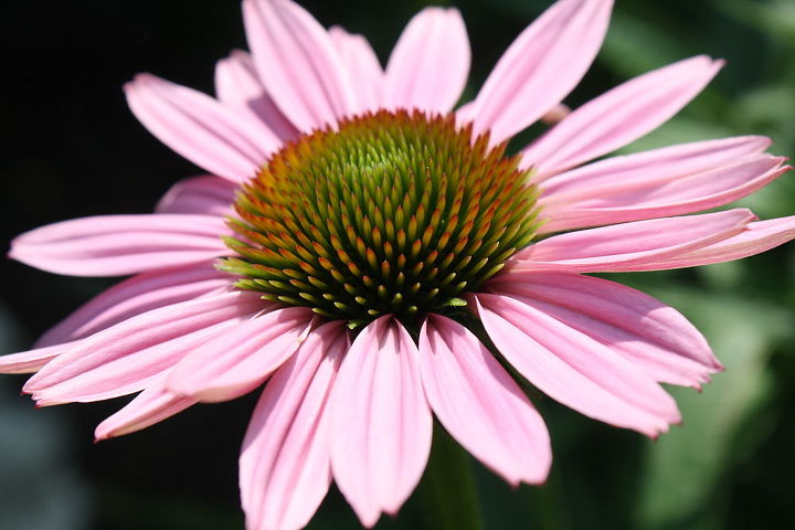 part 2 of album practically care free flowers amp showstoppers, flowers, gardening, perennials, Coneflowers Perennials Daisy Like Very Care Free They last to late Summer early Fall And can grow up to 3 4 ft