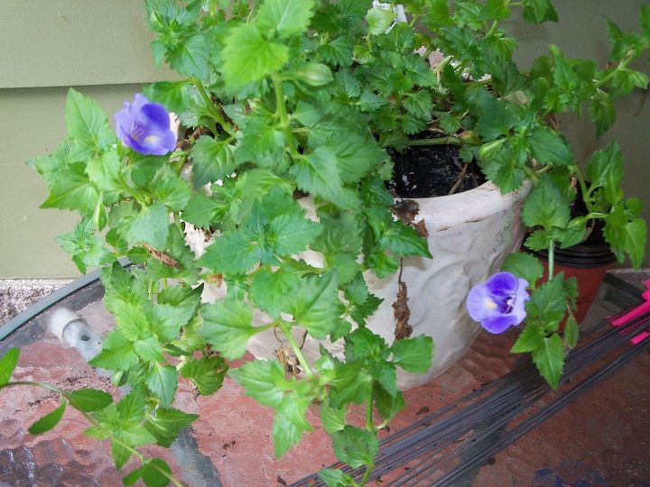 pretty in purple, flowers, gardening, wishbone flower annual in planter