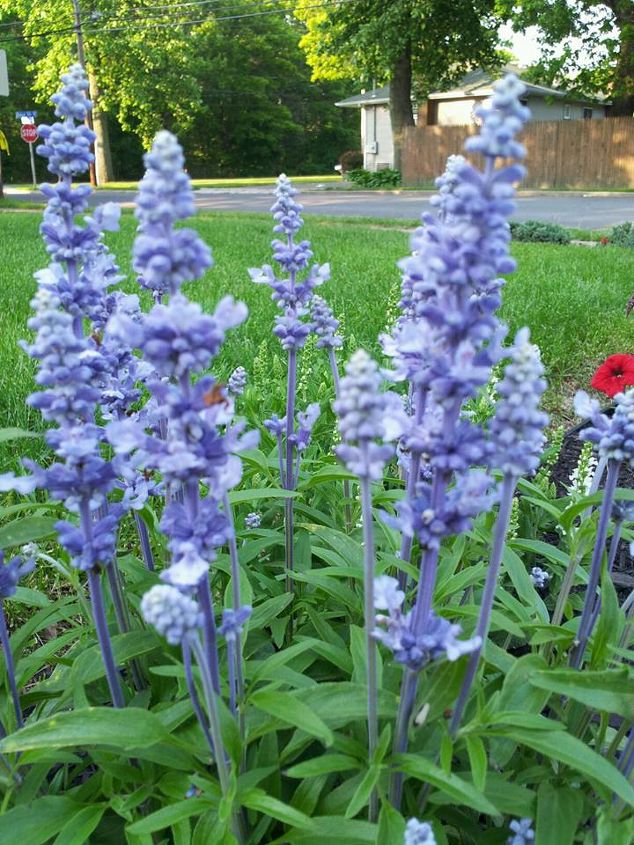 2013 early bloomers, flowers, gardening, Blue Salvia