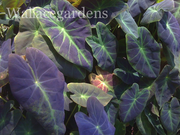 is your heart in the garden try these heart shaped plants, container gardening, flowers, gardening, hydrangea, Big black hears on this Elephant Ear I have a fondness for black plants but that s another theme garden for another day