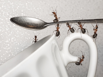fight ants trade secrets, pest control