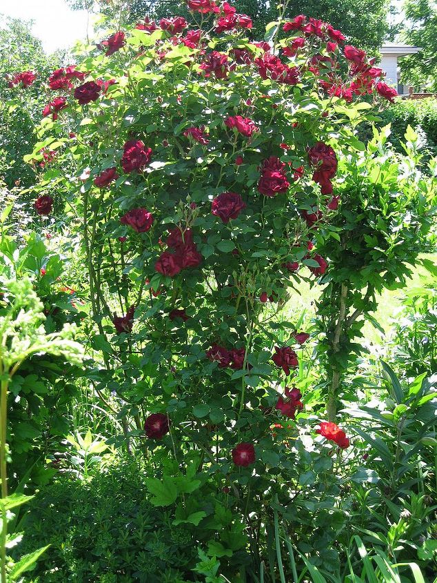 my rose s, gardening