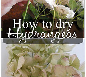 how to dry and create cool projects with hydrangeas, chalkboard paint, crafts, flowers, gardening, hydrangea, seasonal holiday decor, wreaths, I came across this secret tip by accident I couldn t figure out why my cut hydrangeas looked awesome AFTER they ran out of water until I saw this post