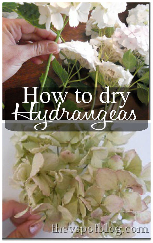 how to dry and create cool projects with hydrangeas, chalkboard paint, crafts, flowers, gardening, hydrangea, seasonal holiday decor, wreaths, I came across this secret tip by accident I couldn t figure out why my cut hydrangeas looked awesome AFTER they ran out of water until I saw this post