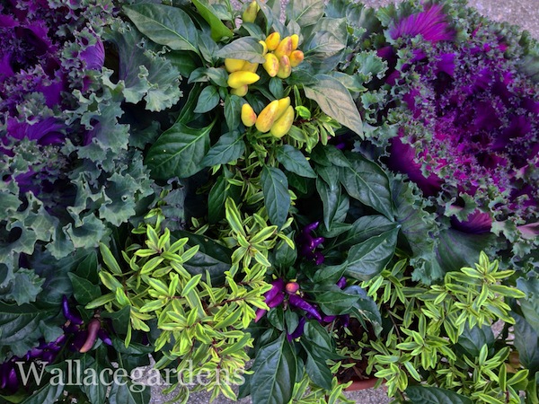pumpkins on porches pumpkinideas gardenchat, container gardening, gardening, seasonal holiday d cor, The Lemonade Grape Garden blends beautifully with the jewel tones of Autumn PumpkinIdeas Thanks to Annie Haven for her organic compost moopootea AuthenticHavenBrand