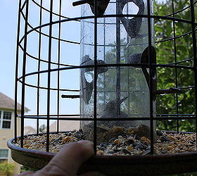 danger with bird feeders, outdoor living, pets animals