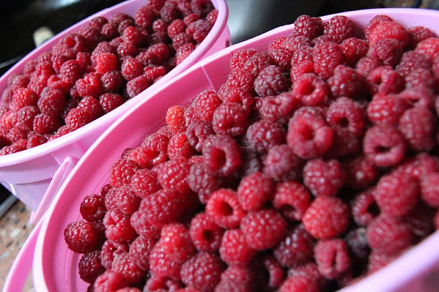 make your very own raspberry wine, gardening, After hours of picking and freezing