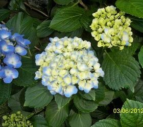 my hydrangeas, flowers, gardening, hydrangea, Same Hydrangea 3 stems at various stages of opening