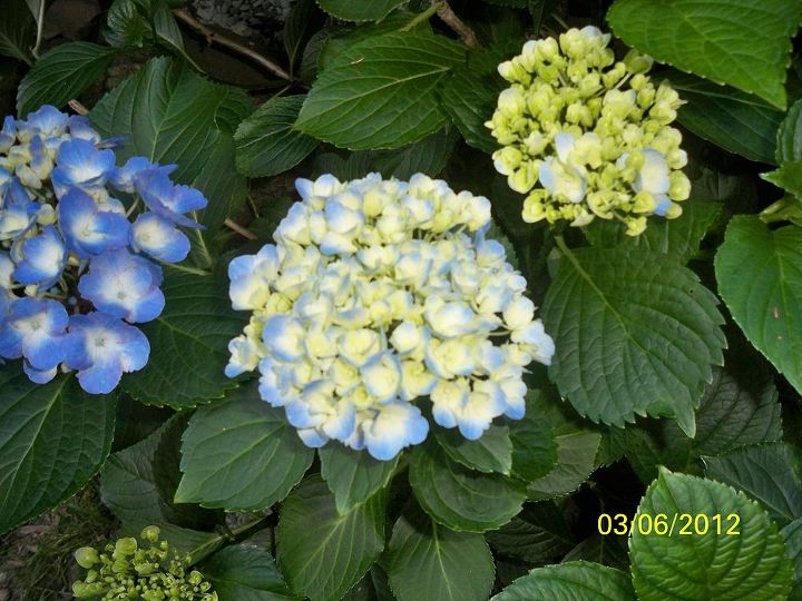 my hydrangeas, flowers, gardening, hydrangea, Same Hydrangea 3 stems at various stages of opening