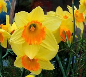 spring is definitely on the way, gardening, Daffodils
