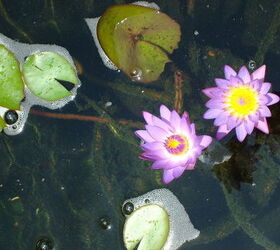 waterlilies, ponds water features