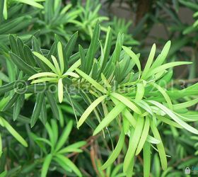 variegated foliage yea or nay, gardening, The natural variegation of new foliage on a podocarpus