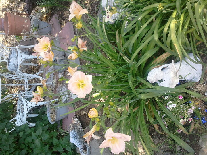daylilies, gardening, another sideways picture one of my fav pics