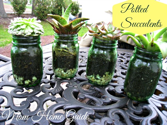 mason jar succulents, flowers, gardening, mason jars, repurposing upcycling, succulents