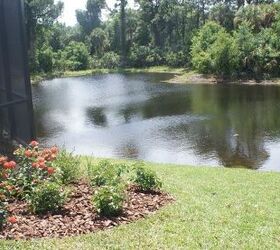 new pictures, gardening, outdoor living, ponds water features