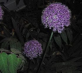 flowers in bloom all over my yard, flowers, gardening, Allium at night