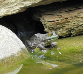 just updating pictures from last years pond project, outdoor living, ponds water features, A small space between rocks has become this frogs home He waits there for me to come out and bring fish food I never thought I d have so much fun just watching a frog and his name is Sir Rib bit