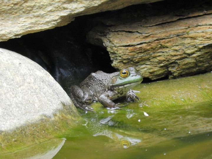 just updating pictures from last years pond project, outdoor living, ponds water features, A small space between rocks has become this frogs home He waits there for me to come out and bring fish food I never thought I d have so much fun just watching a frog and his name is Sir Rib bit