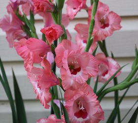 pt 3 of practically amp mostly care free flowers amp show stoppers, flowers, gardening, hydrangea, perennials, Gladiolus flowers bloom their flowers from the bottom of the spike up