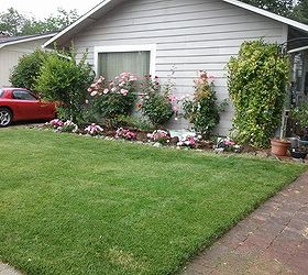 start all over again or plant around, flowers, gardening, landscape, Oh and I want a white picket fence but husband doesnt want to hide the sod see the yellow spot seems doggies like the lawn way too much