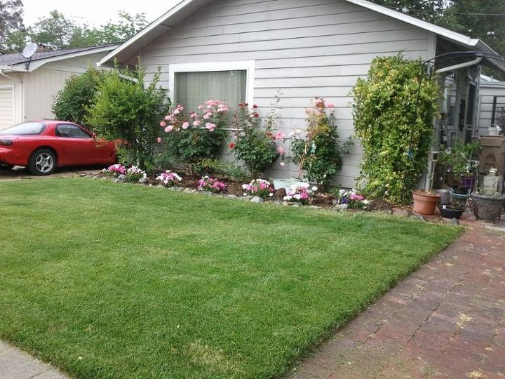 start all over again or plant around, flowers, gardening, landscape, Oh and I want a white picket fence but husband doesnt want to hide the sod see the yellow spot seems doggies like the lawn way too much