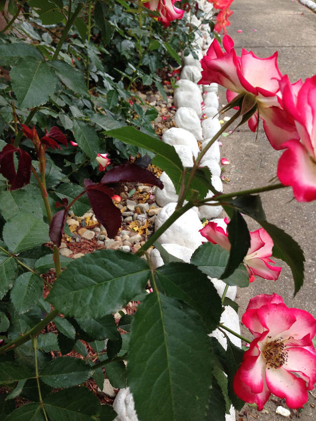 comemore o ms nacional da rosa plante seu prprio jardim de rosas, Quanto podar