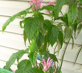 can anyone tell me what this is, flowers, gardening, On my neighbors porch